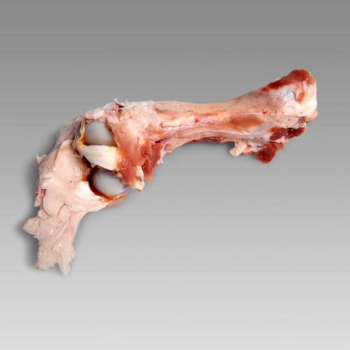 Femur bone